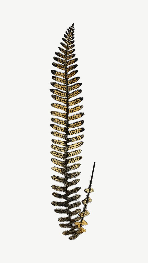 Aesthetic gold black fern leaf clipart psd