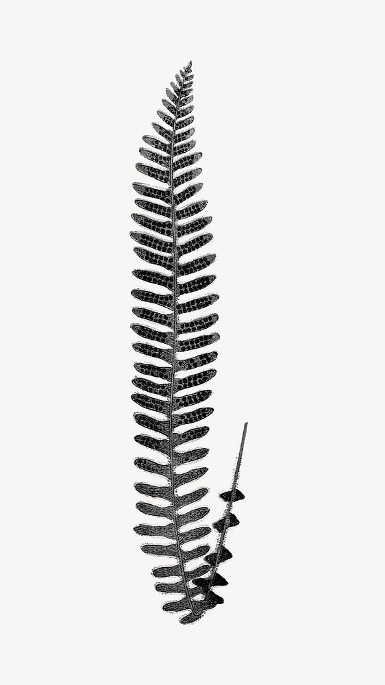 Black fern leaf, aesthetic botanical illustration