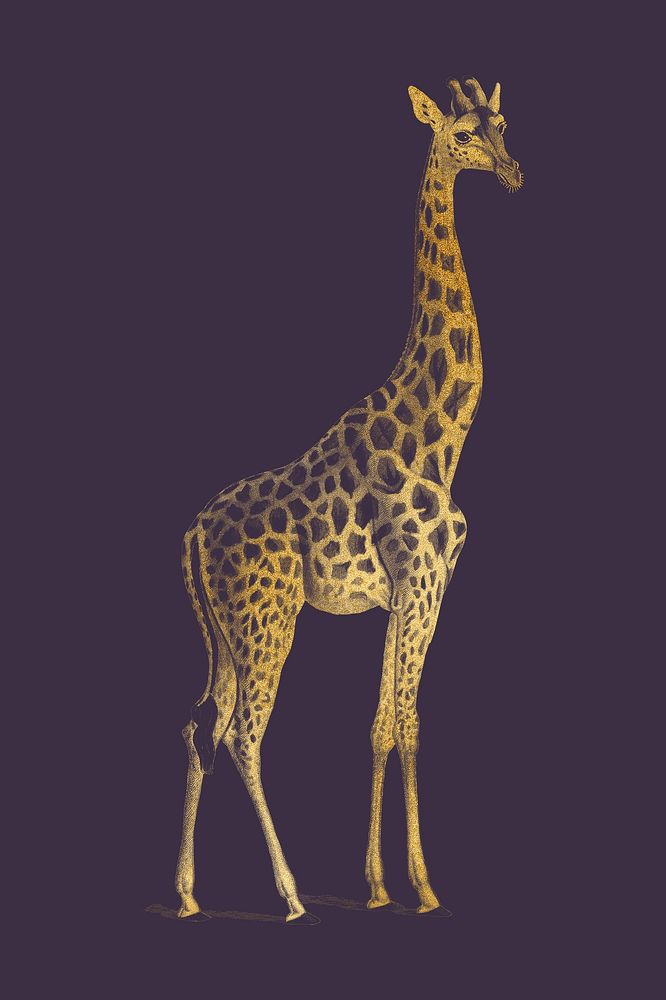 Gold giraffe, vintage animal collage element 