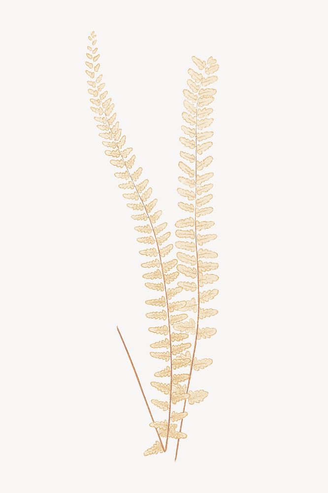 Aesthetic gold fern leaf illustration