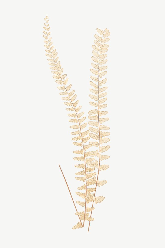 Gold fern leaf clipart psd