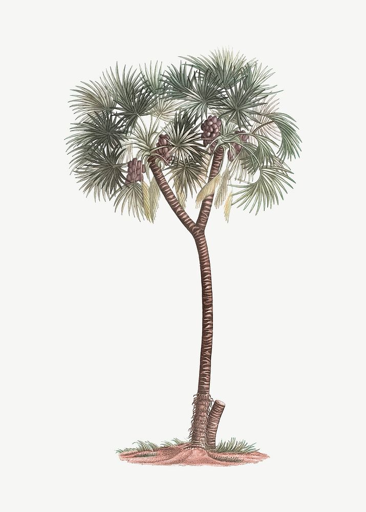Date palm drawing, vintage clipart psd