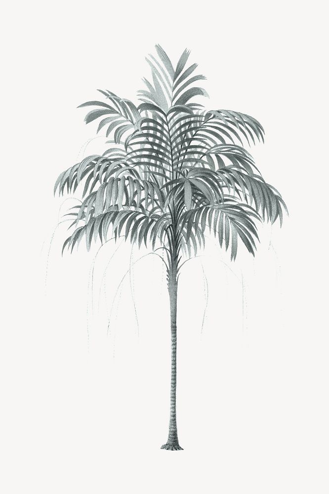 Vintage palm tree illustration