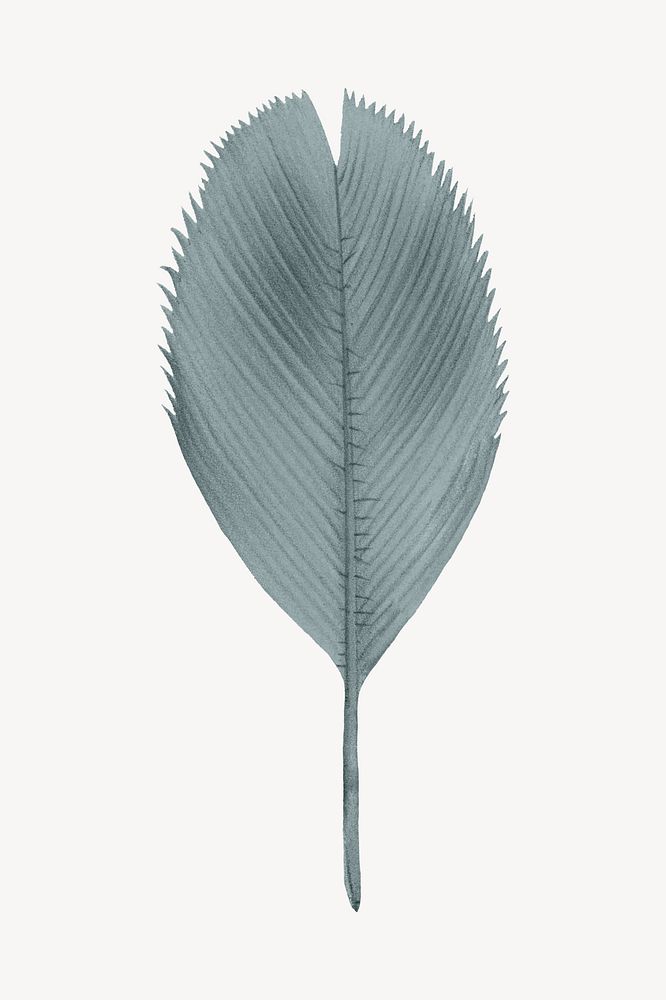 Vintage palm leaf drawing