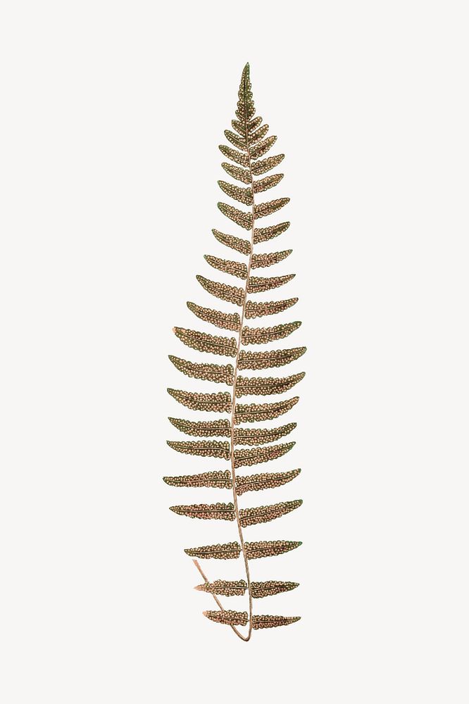 Fern leaf drawing, vintage botanical illustration