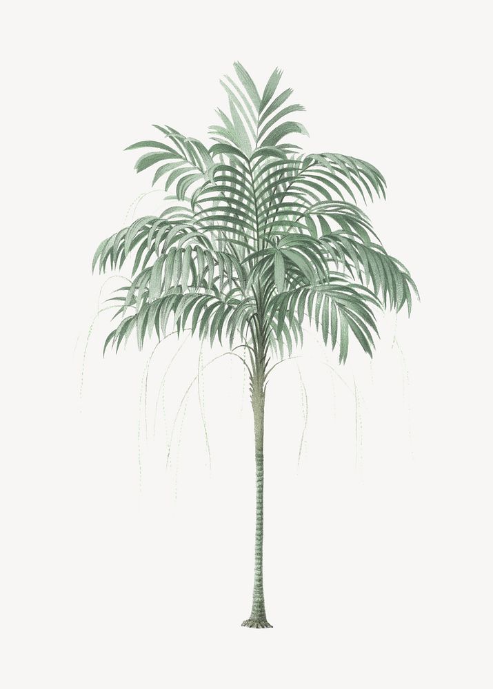 Palm tree drawing, tropical plant illustration