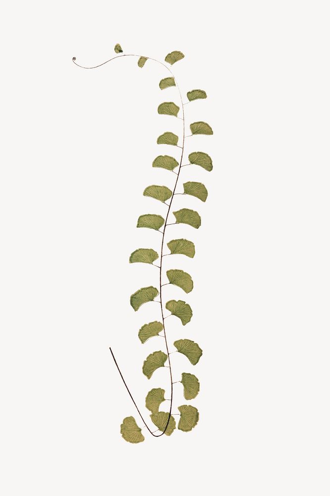 Vintage walking maidenhair fern leaf illustration