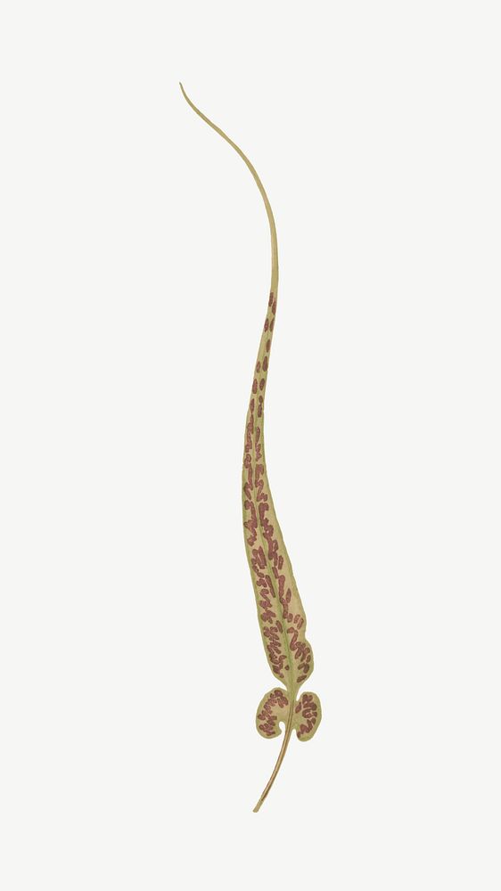 Fern leaf, vintage botanical clipart psd