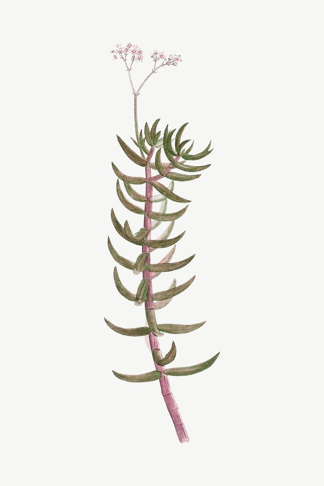 Miniature pine tree drawing clipart psd