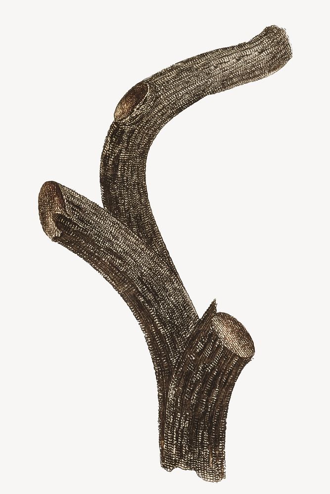 Vintage branch drawing, botanical illustration