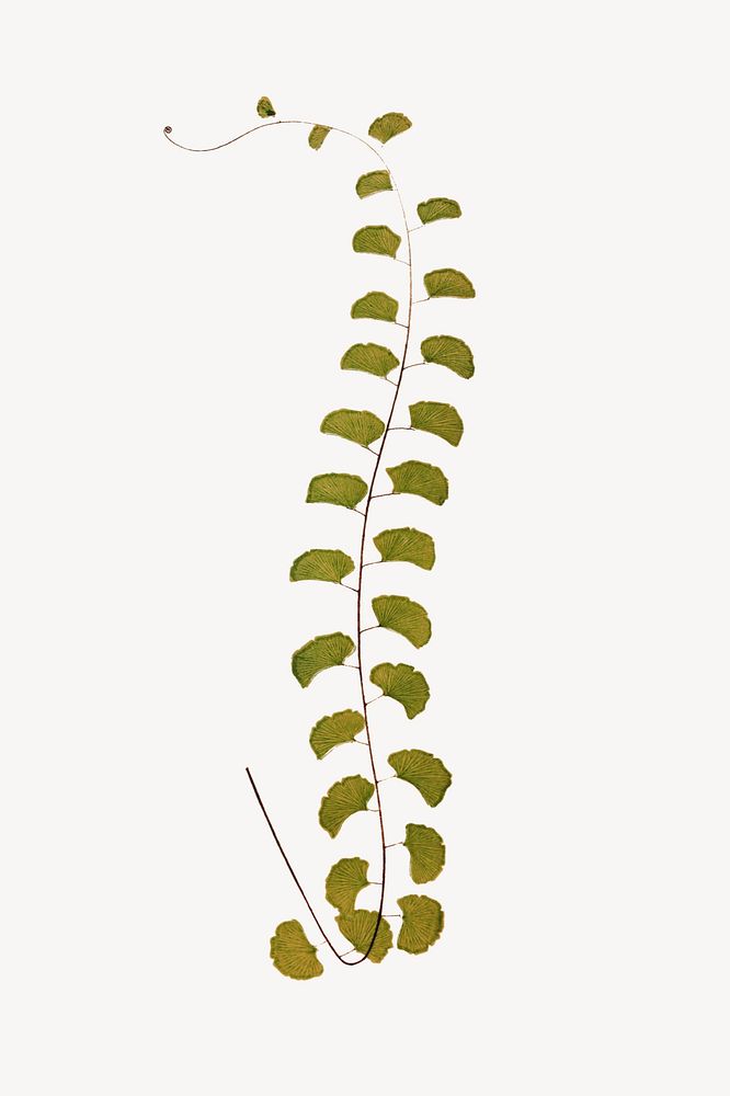 Vintage walking maidenhair fern leaf drawing