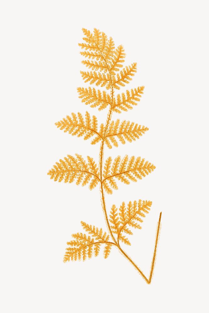 Vintage yellow fern leaf illustration