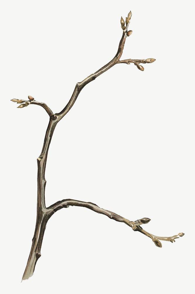 Vintage branch drawing, botanical clipart psd