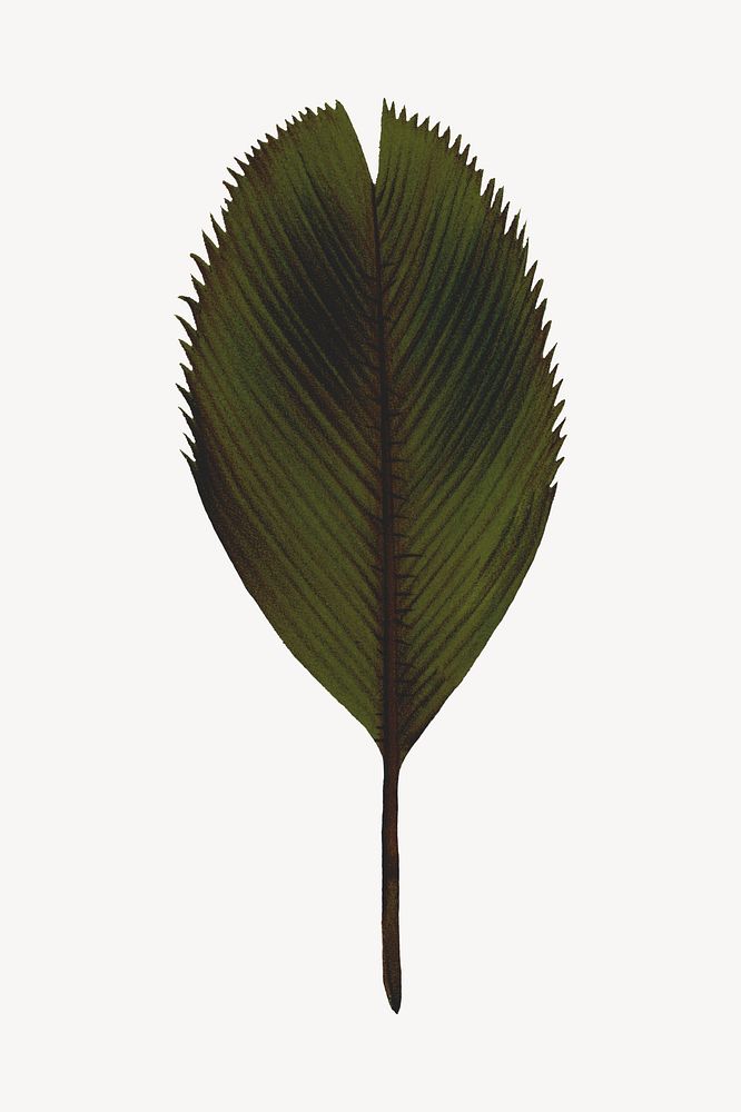 Palm leaf drawing, tropical plant illustration