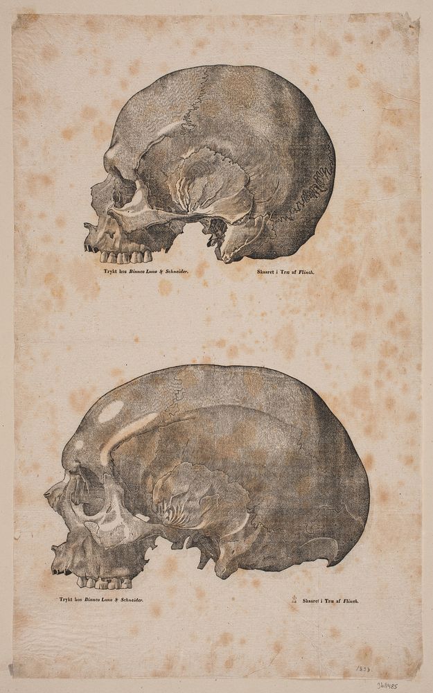Two skulls by Andreas Christian Ferdinand Flinch