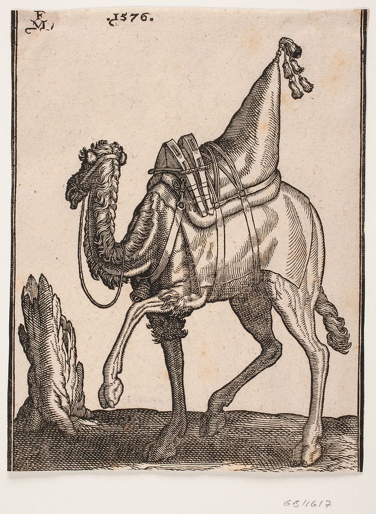 Saddled dromedary, profile t.v.and with head turned away