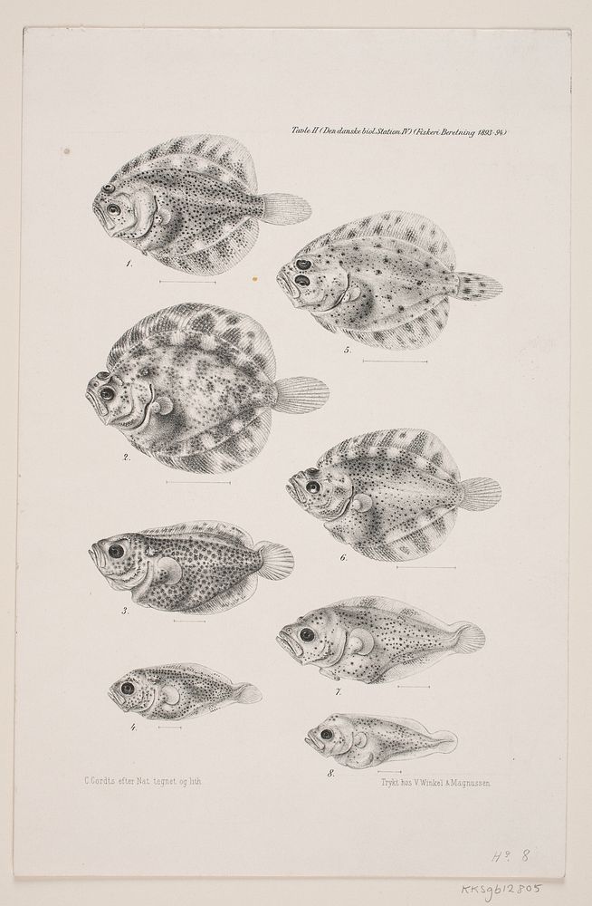 Natural history drawing by Carl Christian Larsen Cordts