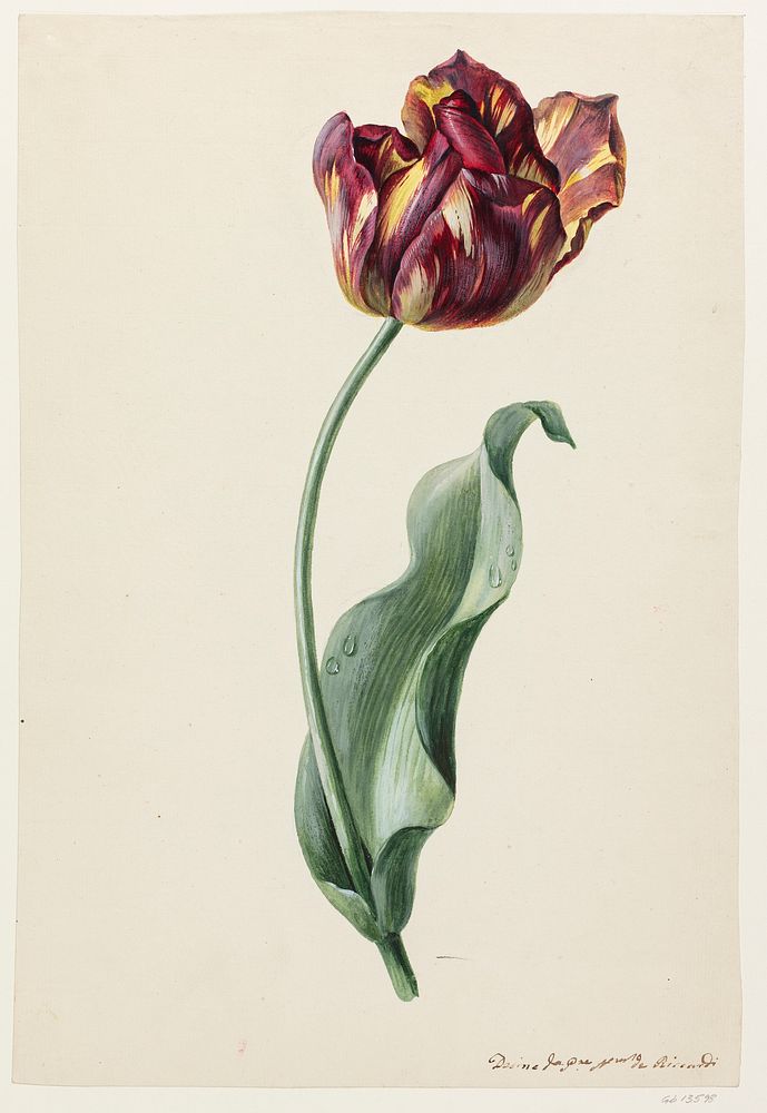 A tulip with flaming petals by Domenico Riccardi