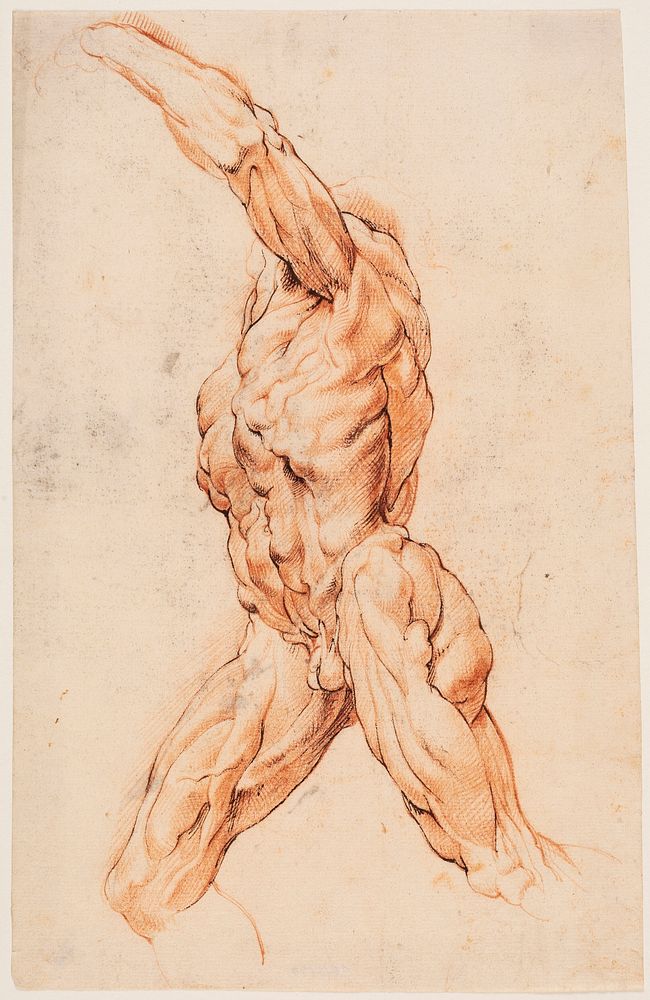 Anatomical Study (écorchés). by Willem Panneels
