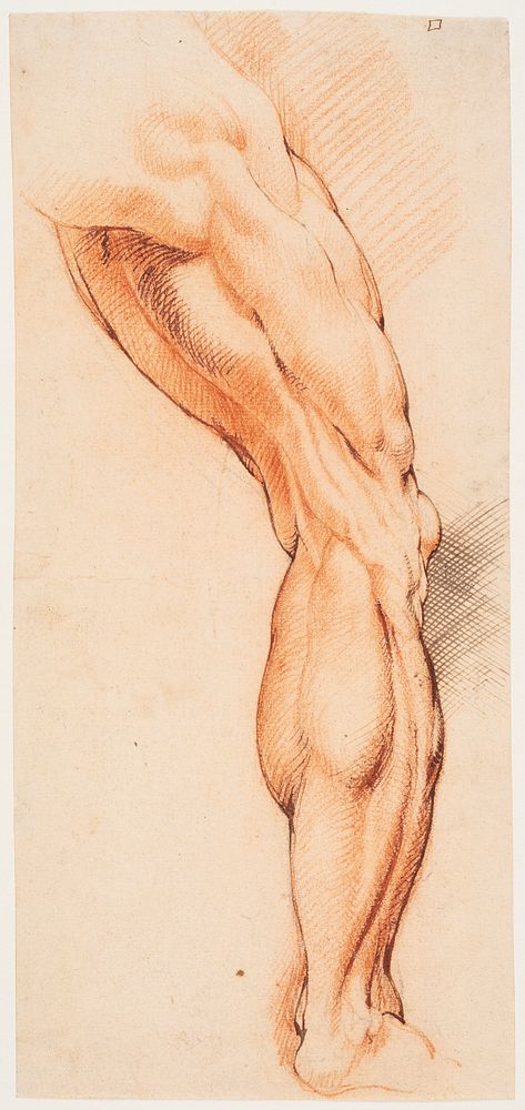 Anatomical Study (écorché). by Willem Panneels