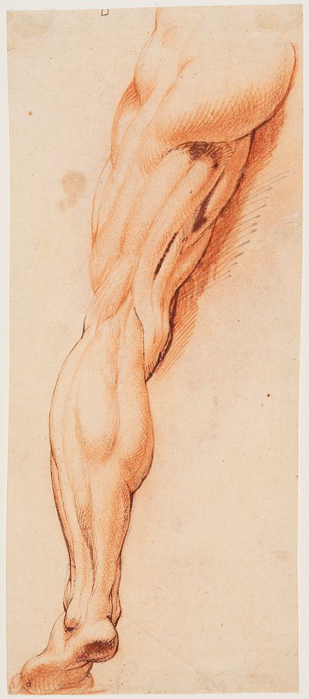 Anatomical Study (écorché). by Willem Panneels