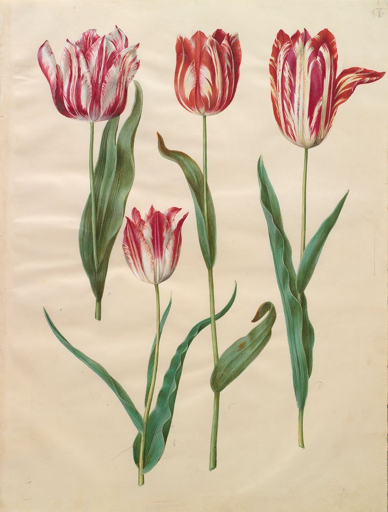 Tulipa gesneriana (garden tulip) by Maria Sibylla Merian