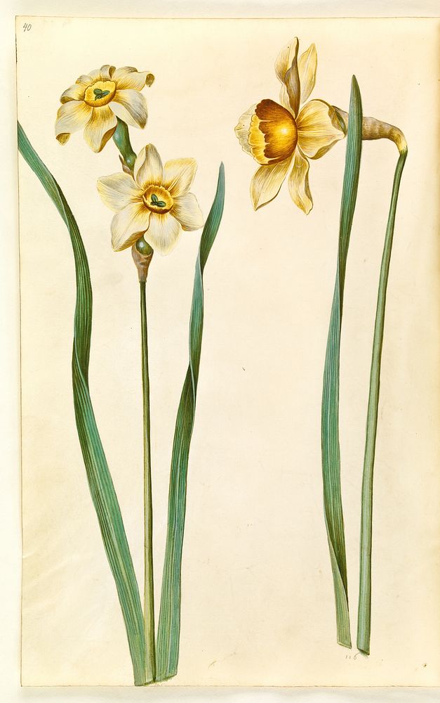 Narcissus ×medioluteus (two-flowered narcissus);Narcissus ×incomparabilis (garden narcissus) by Maria Sibylla Merian