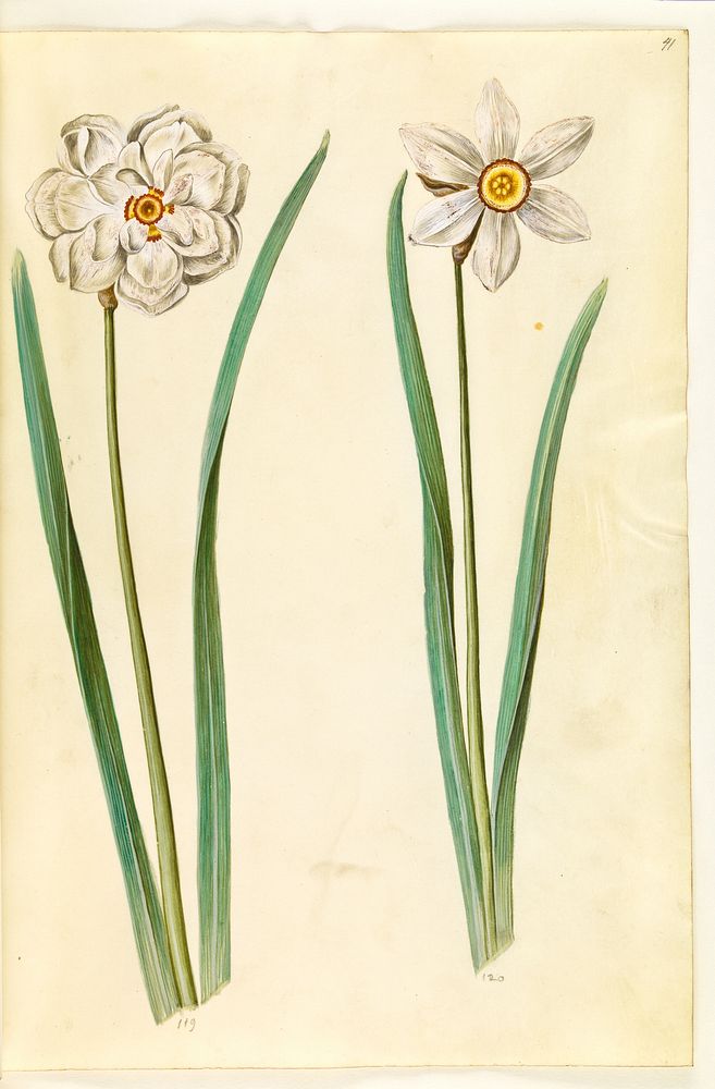 Narcissus poeticus (Prison lily) by Maria Sibylla Merian