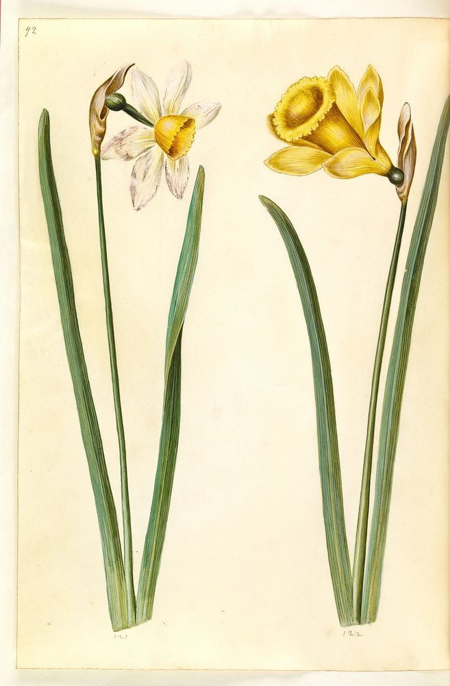 Narcissus ×incomparabilis (garden narcissus);Narcissus pseudonarcissus (daffodil) by Maria Sibylla Merian