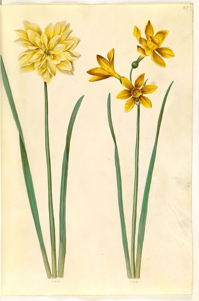 Narcissus pseudonarcissus (daffodil);Narcissus tazetta aureus (gold-tazet) by Maria Sibylla Merian