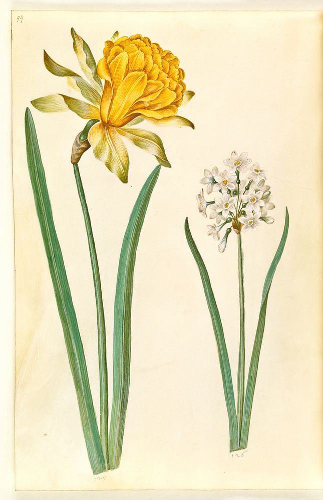 Narcissus pseudonarcissus (daffodil);Narcissus tazetta (tazet) by Maria Sibylla Merian