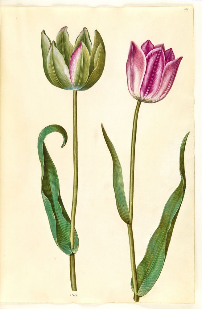 Tulipa gesneriana (garden tulip) by Maria Sibylla Merian