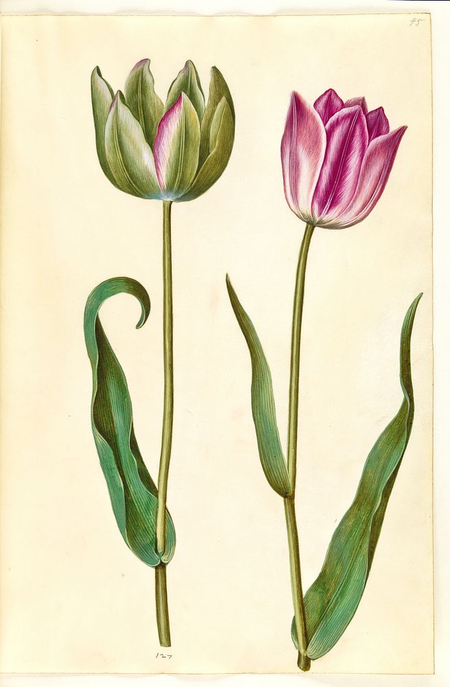 Tulipa gesneriana (garden tulip) Maria | Free Photo Illustration - rawpixel