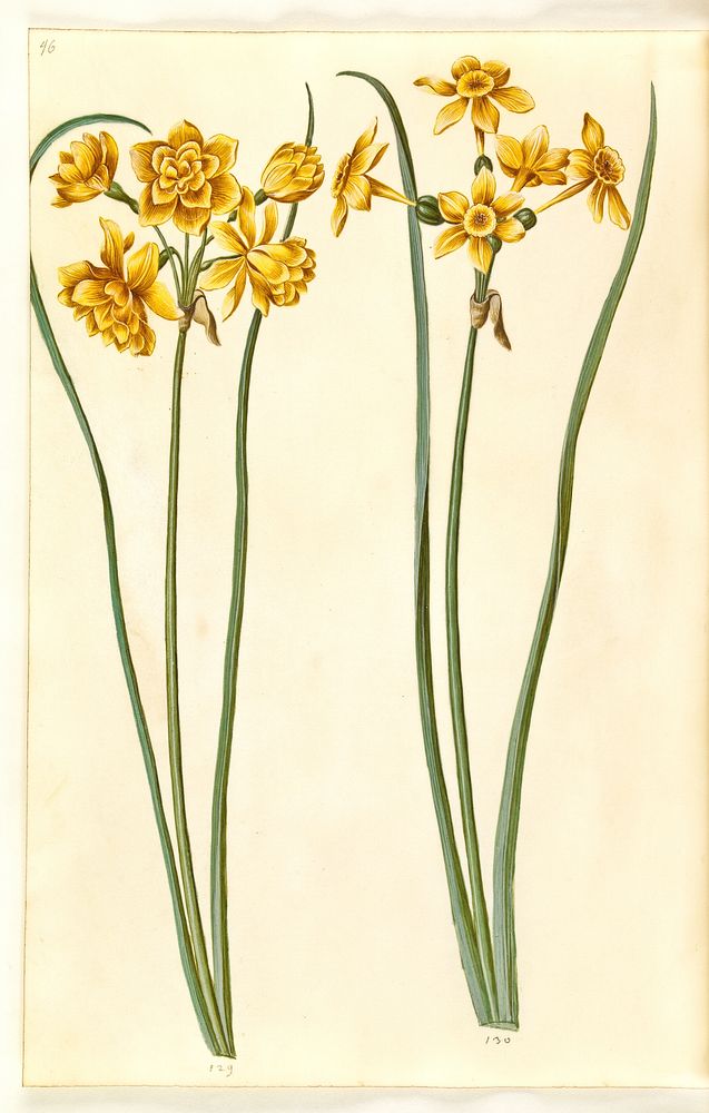 Narcissus jonquilla (rush-narcissus) by Maria Sibylla Merian
