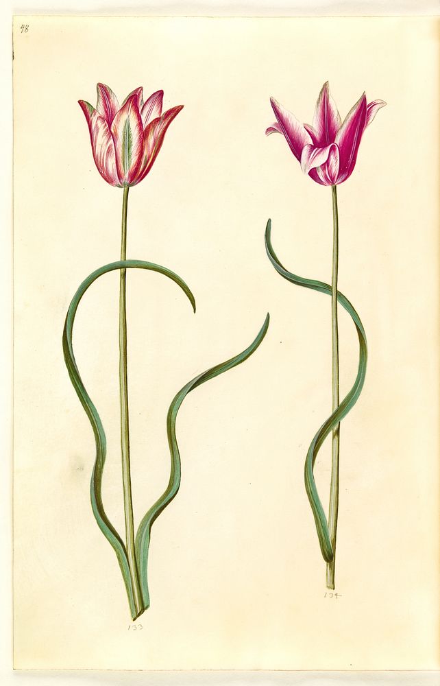 Tulipa clusiana (clusius tulip) by Maria Sibylla Merian