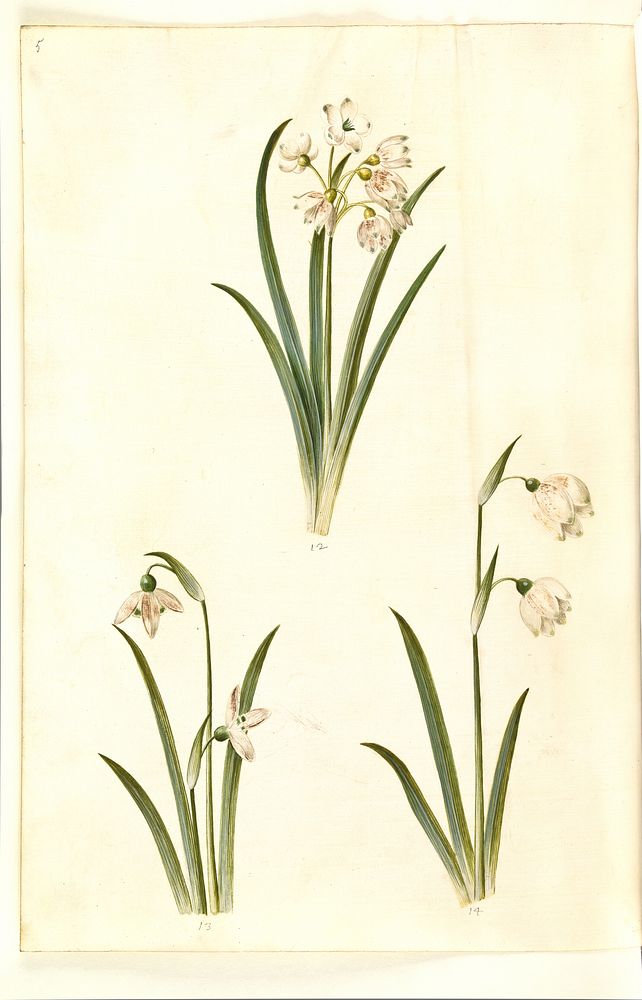 Leucojum aestivum (summer plum);Galanthus nivalis (common snowdrop);Leucojum vernum (Dorotea lily) by Maria Sibylla Merian