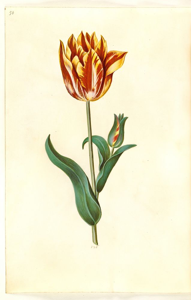 Tulipa gesneriana (garden tulip) by Maria Sibylla Merian