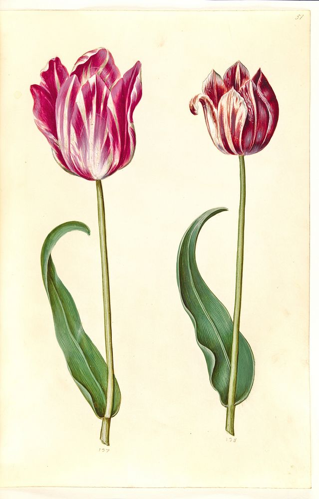 Tulipa gesneriana (garden tulip) by Maria Sibylla Merian