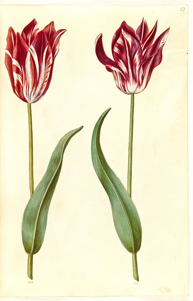 Tulipa gesneriana (garden tulip) by Maria Sibylla Merian