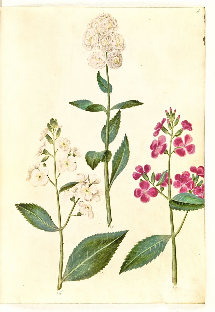 Hesperis matronalis (common evening star) by Maria Sibylla Merian