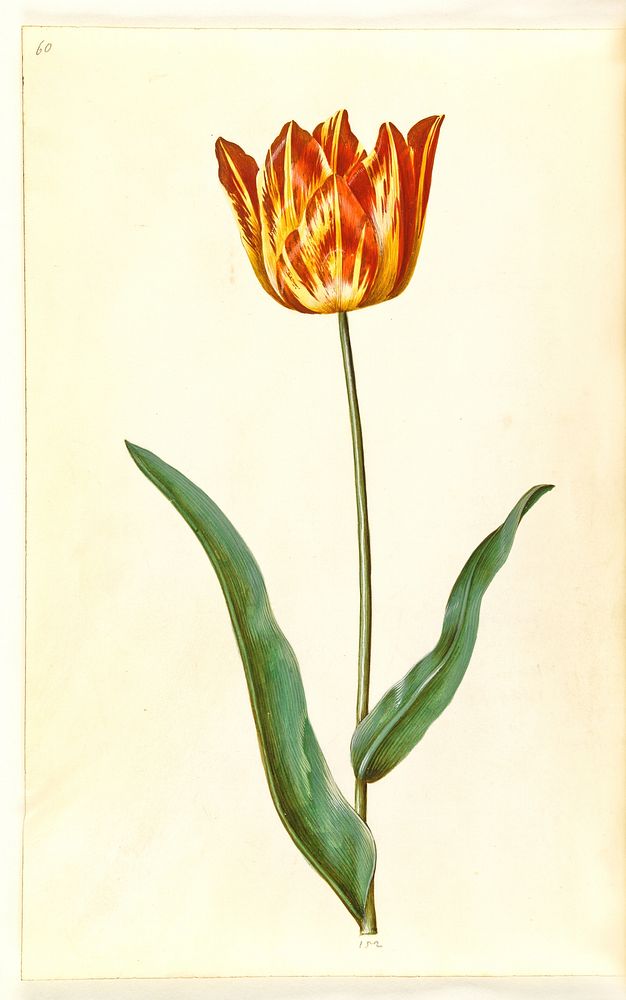 Tulipa gesneriana (garden tulip) by Maria Sibylla Merian