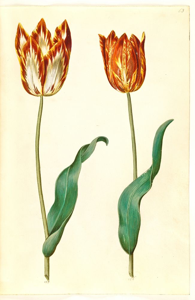 Tulipa gesneriana (garden tulip) by Maria Sibylla Merian