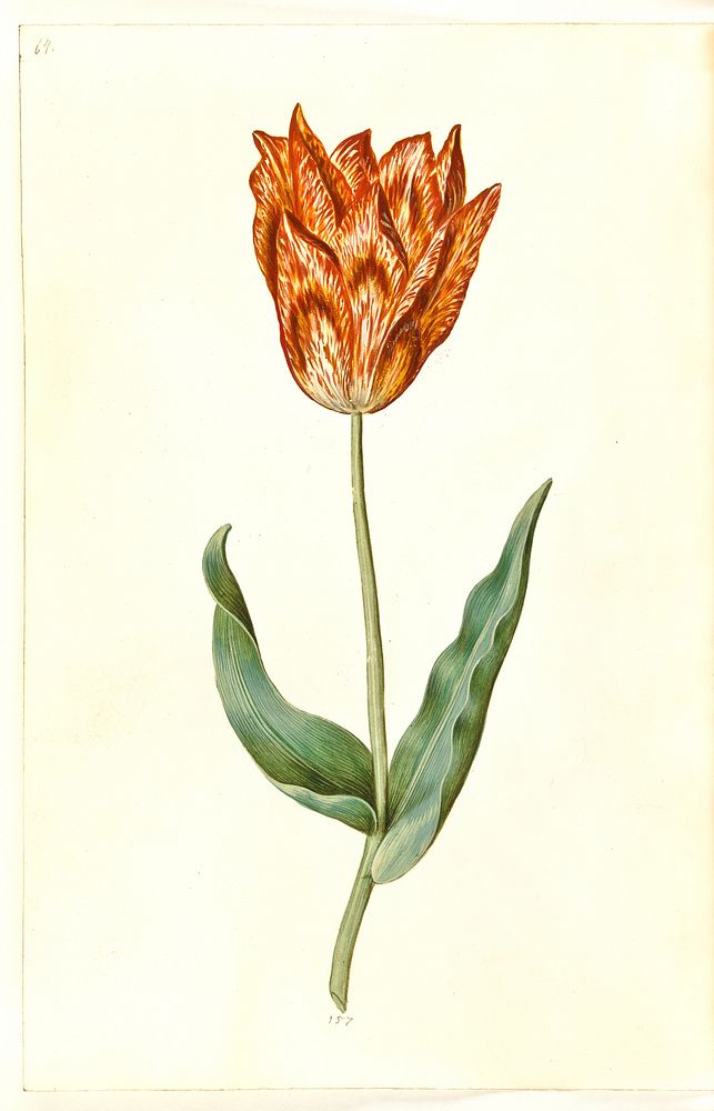 Tulipa gesneriana (garden tulip) Maria | Free Photo - rawpixel