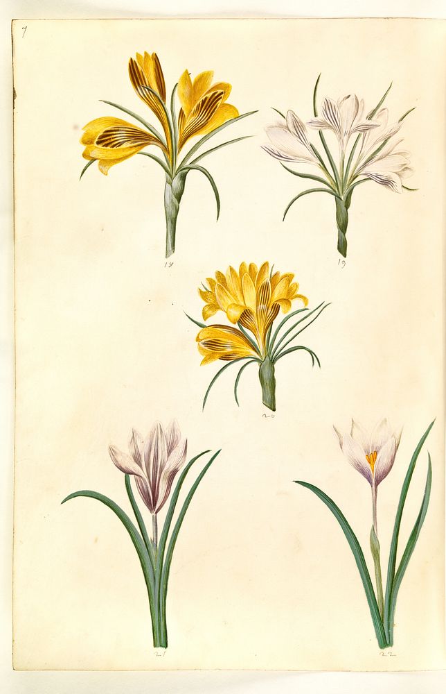 Crocus angustifolius (Balkan crocus);Crocus versicolor (alpine crocus);Crocus vernus (?) (spring crocus) by Maria Sibylla…