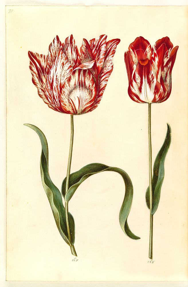 Tulipa gesneriana (garden tulip) by Maria Sibylla Merian