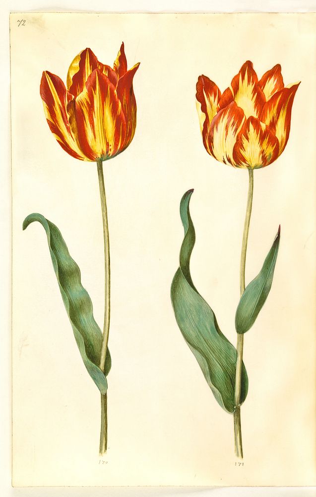 Tulipa gesneriana (garden tulip) by Maria Sibylla Merian