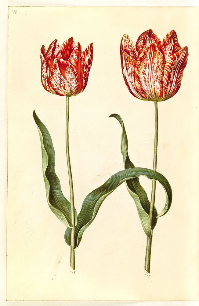 Tulipa gesneriana (garden tulip) by Maria Sibylla Merian