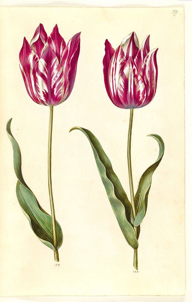 Tulipa gesneriana (garden tulip) by Maria Sibylla Merian