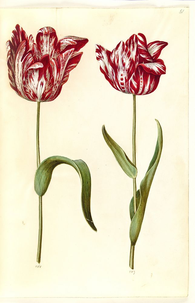 Tulipa gesneriana (garden tulip) by Maria Sibylla Merian