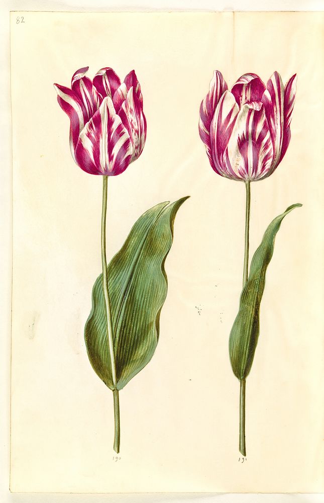 Tulipa gesneriana (garden tulip) by Maria Sibylla Merian